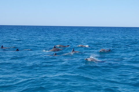 Noosa Wild Dolphin Safari - C Tourism 3
