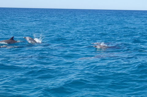 Noosa Wild Dolphin Safari - C Tourism 4