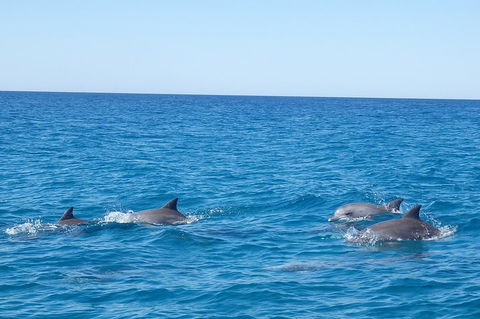 Noosa Wild Dolphin Safari - C Tourism 5