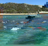 All Inclusive Dolphin and Tangalooma Wrecks Cruise - C Tourism