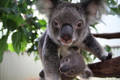Kuranda Day Tour, TKS-RFS GRAND GOLD PLUS 0930 - C Tourism 1