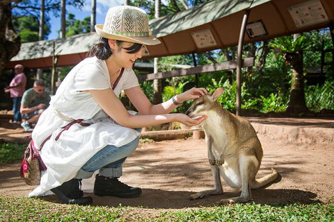 Kuranda Day Tour, TKS-RFS GRAND GOLD PLUS 0930 - C Tourism 3