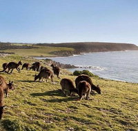 Kangaroo Island Personal Group Tours - C Tourism