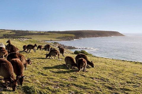 Kangaroo Island Personal Group Tours - C Tourism 0