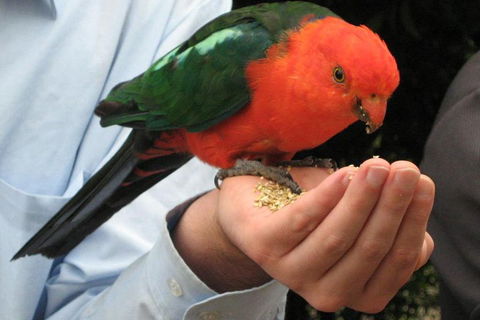 O'Reilly's & Lamington National Park From Brisbane - C Tourism 1