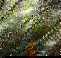 O'Reilly's  Lamington National Park from Gold Coast - C Tourism