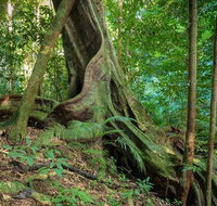 Private Daintree Mossman Gorge Exclusive Nature and Wildlife Focus - C Tourism