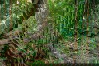 Private Daintree Mossman Gorge Exclusive Nature and Wildlife Focus, Cairns
