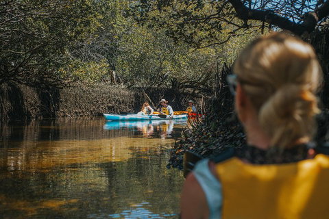 Kayak Tour In Adelaide Dolphin Sanctuary - C Tourism 0