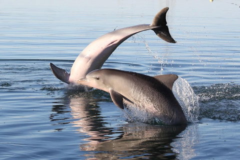 Kayak Tour In Adelaide Dolphin Sanctuary - C Tourism 5