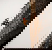 100 Metre Abseil Mount Wellington Hobart - C Tourism