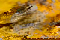 Daintree and Cape Tribulation Full Day Guided Tour, Port Douglas