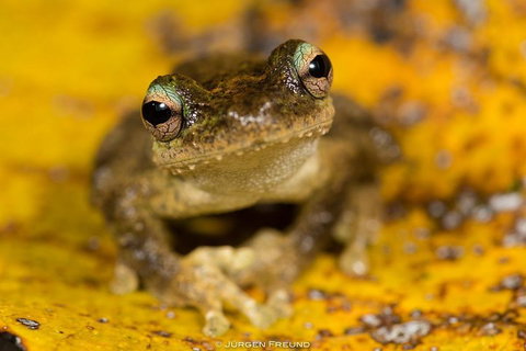 Daintree And Cape Tribulation Full Day Guided Tour - C Tourism 0