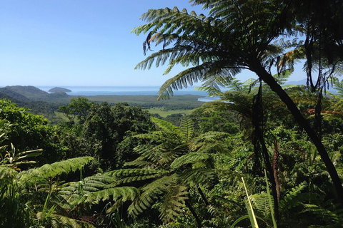 Daintree And Cape Tribulation Full Day Guided Tour - C Tourism 2