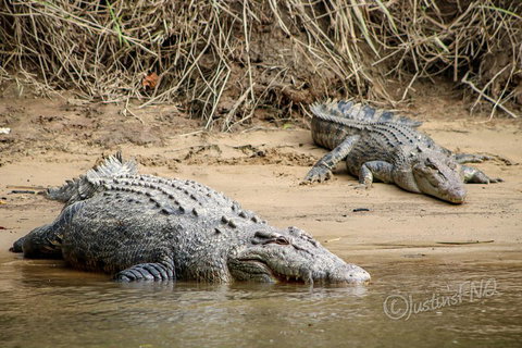 Daintree And Cape Tribulation Full Day Guided Tour - C Tourism 3