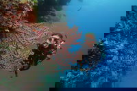 Silversonic Outer Great Barrier Reef Dive and Snorkel Cruise from Port Douglas