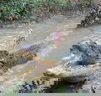 Top End Waterfalls and Wetlands - C Tourism