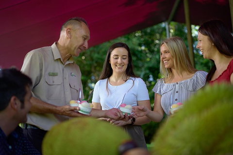 Daintree And Cape Tribulation Tour From Cairns - C Tourism 5