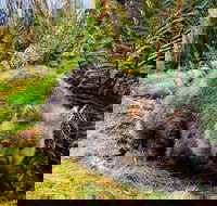 Cradle Mountain National Park Day Tour from Launceston - C Tourism