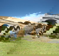 Bonorong Wildlife Park and Richmond Afternoon Tour from Hobart - C Tourism