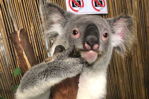 Kuranda Tour Deluxe Course With Kuranda 3 Zoos Or Free Course - C Tourism 0