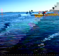 Penguin and Seal Islands Sea Kayaking Experience - C Tourism