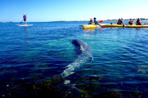 Penguin And Seal Islands Sea Kayaking Experience - C Tourism 0