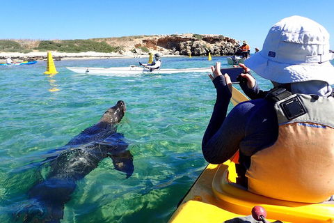 Penguin And Seal Islands Sea Kayaking Experience - C Tourism 2