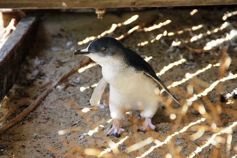 Penguin And Seal Islands Sea Kayaking Experience - C Tourism 3