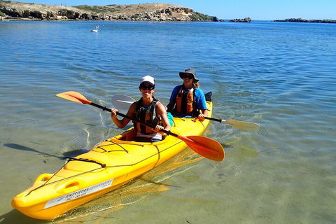 Penguin And Seal Islands Sea Kayaking Experience - C Tourism 5