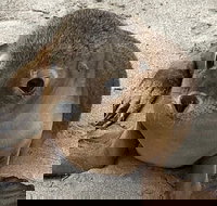 Kangaroo Island Scenic Trail Tour - C Tourism