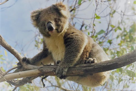 Kangaroo Island Scenic Trail Tour - C Tourism 2