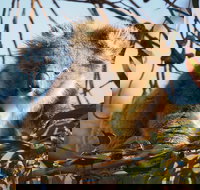 2-Hour Koala Walking Tour in Kangaroo Island - C Tourism