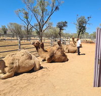 West MacDonnell Ranges Half-Day Small-Group Tour with Camel Ride - C Tourism