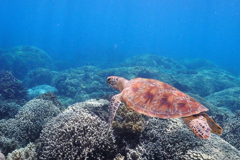 Calypso Outer Great Barrier Reef Cruise From Port Douglas - C Tourism 2