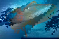 Book Viator Accommodation Vacations C Tourism C Tourism