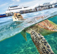 Scenic Helicopter Flight to Moore Reef and Return Snorkeling Cruise from Cairns - C Tourism