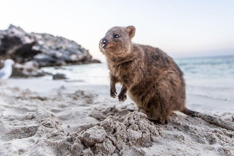 Rottnest Island All-Inclusive Grand Island Tour From Fremantle - C Tourism 2