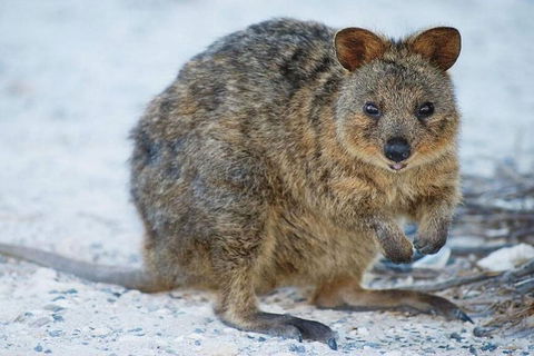 Perth To Rottnest Island Roundtrip Ferry Ticket - C Tourism 3