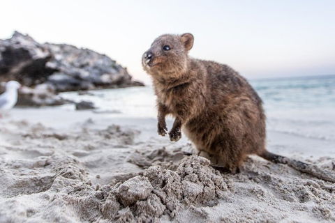 Perth To Rottnest Island Roundtrip Ferry Ticket - C Tourism 5