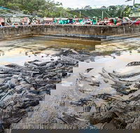 Hartley's Crocodile Adventures Day Trip from Palm Cove - C Tourism