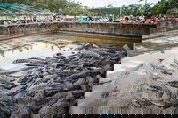 Hartley's Crocodile Adventures Day Trip from Palm Cove