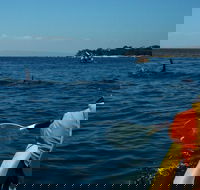 Mornington Peninsula Kayak Coastline Tour of Dolphin Sanctuary - C Tourism