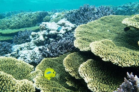 Abrolhos Islands Scenic Flight & Snorkel Adventure From Perth - C Tourism 4