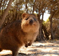 Wave Rock  Rottnest Island - Air  Ground Tour - C Tourism