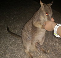Private Tour to Paronella Park Historic Village Herberton and wild life Wallaby - C Tourism