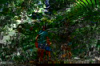 Full Day Daintree Rainforest and Mossman Gorge Tour, Port Douglas