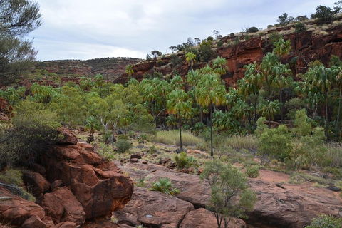 Palm Valley And Hermannsburg 1 Day 4WD Tour - C Tourism 4