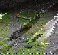 Full-Day Guided Bruny Island Tour from Hobart - C Tourism