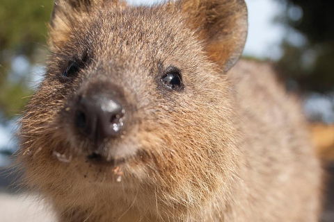 Seaplane Flights Perth To Rottnest Island And Return - C Tourism 2
